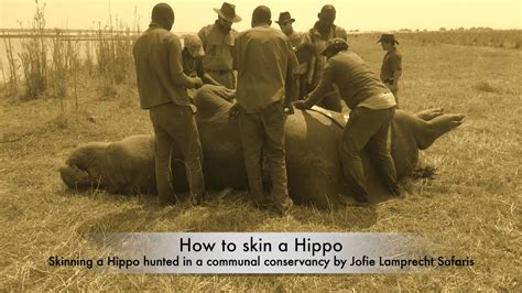 skin wrapped hippo.